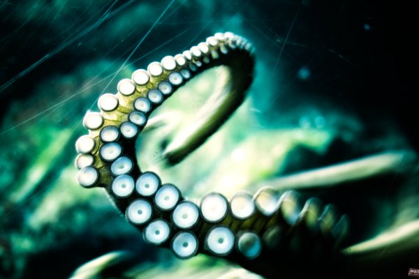 Kraken домен